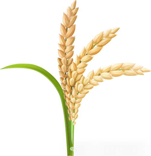 从元素到气,农产品如何“回归本味”?土壤生命动力元素成提升品质关键(图1) 从元素到气,农产品如何“回归本味”?土壤生命动力元素成提升品质关键(图1)